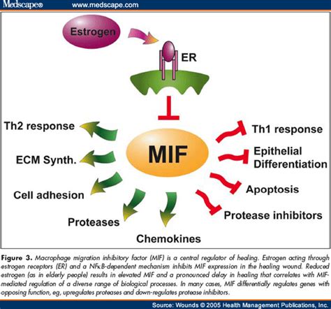 macrophage migration inhibitory factor|macrophage migration inhibitory factor mif.